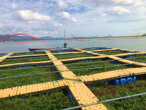 梅山湾沙滩公园海域赤潮防控项目 梅山湾沙滩公园海域赤潮防控项目